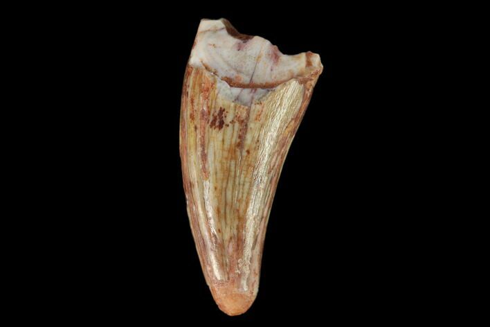 Fossil Phytosaur Tooth - New Mexico #133336